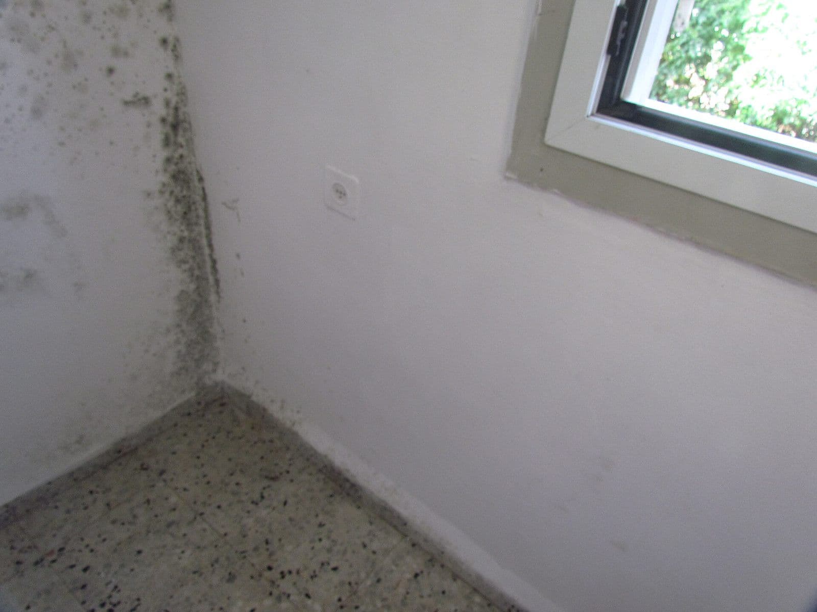 Dark mold spreading up a white wall corner beside a window
