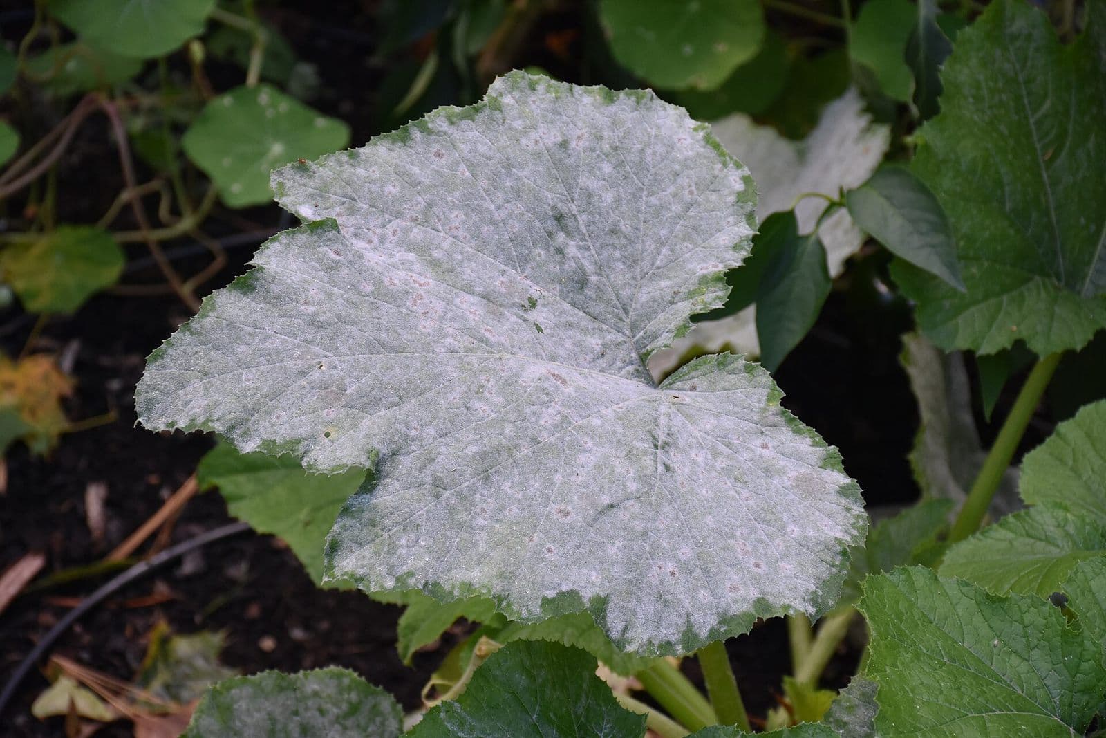 White powdery mildew coating the surface of a broad green leaf