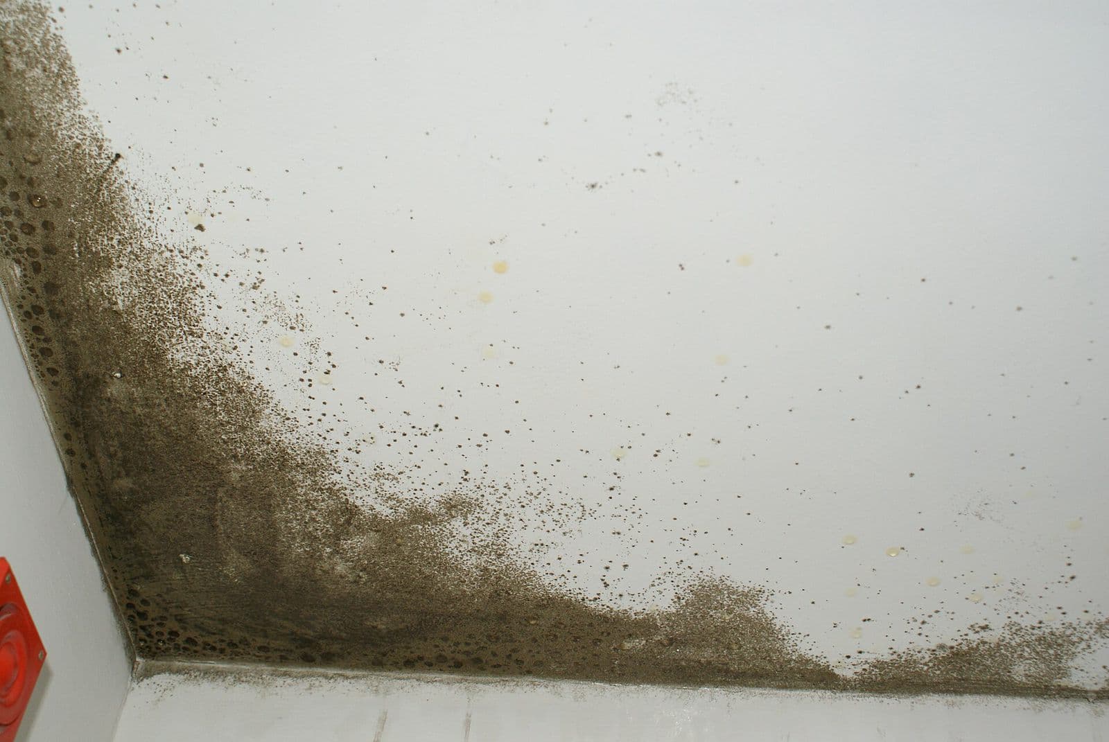 Dark mold spreading across a white ceiling where it meets the wall