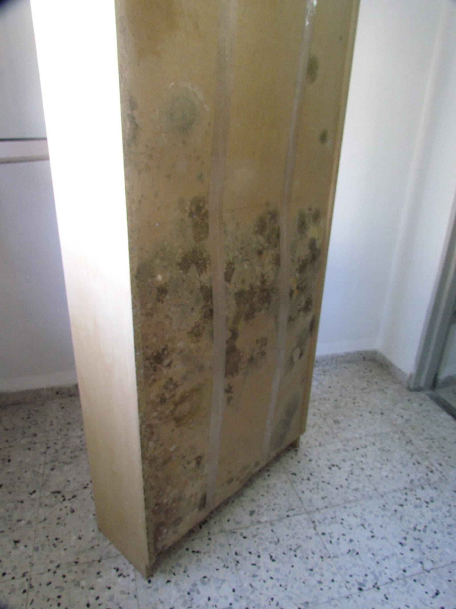 Mold spots spreading across the side of a wooden bookshelf