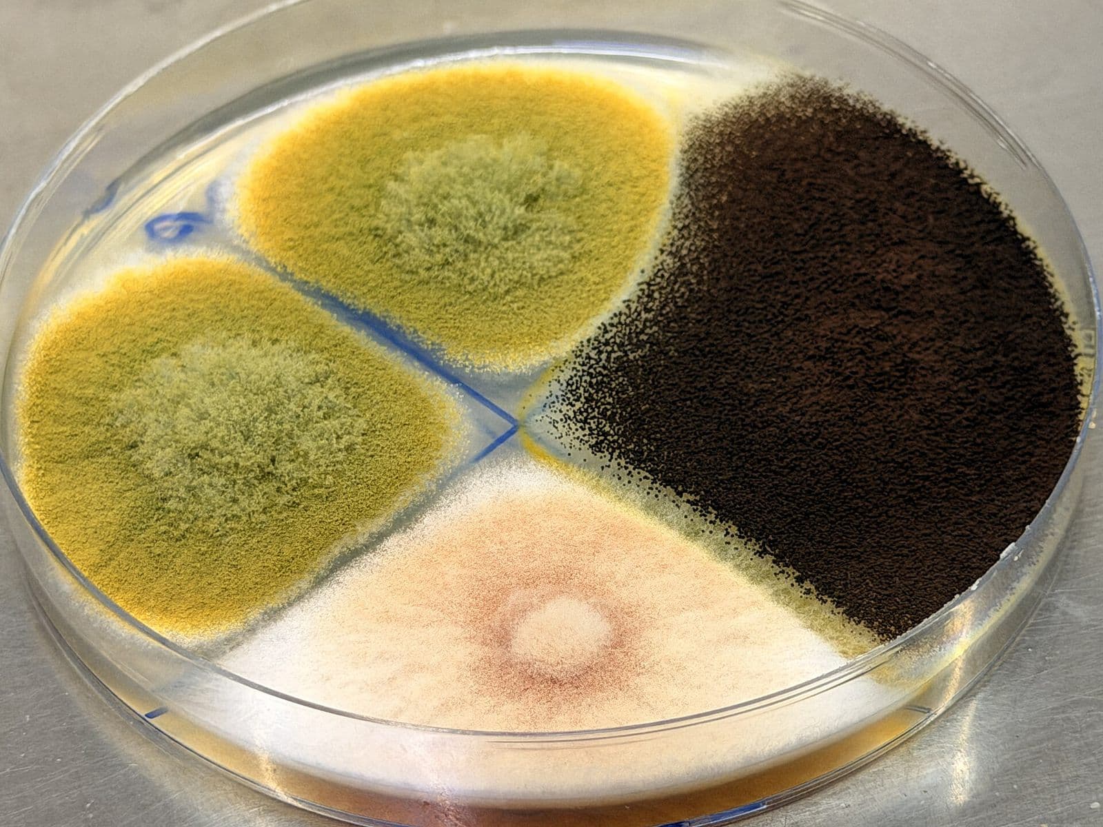 Four different mold colonies in yellow-green, black, white and green growing on one lab culture plate