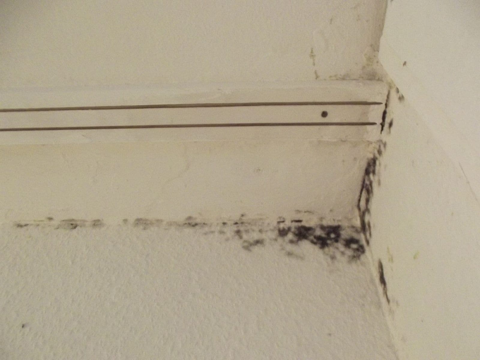 Black mold growing along the bottom corner of an interior wall