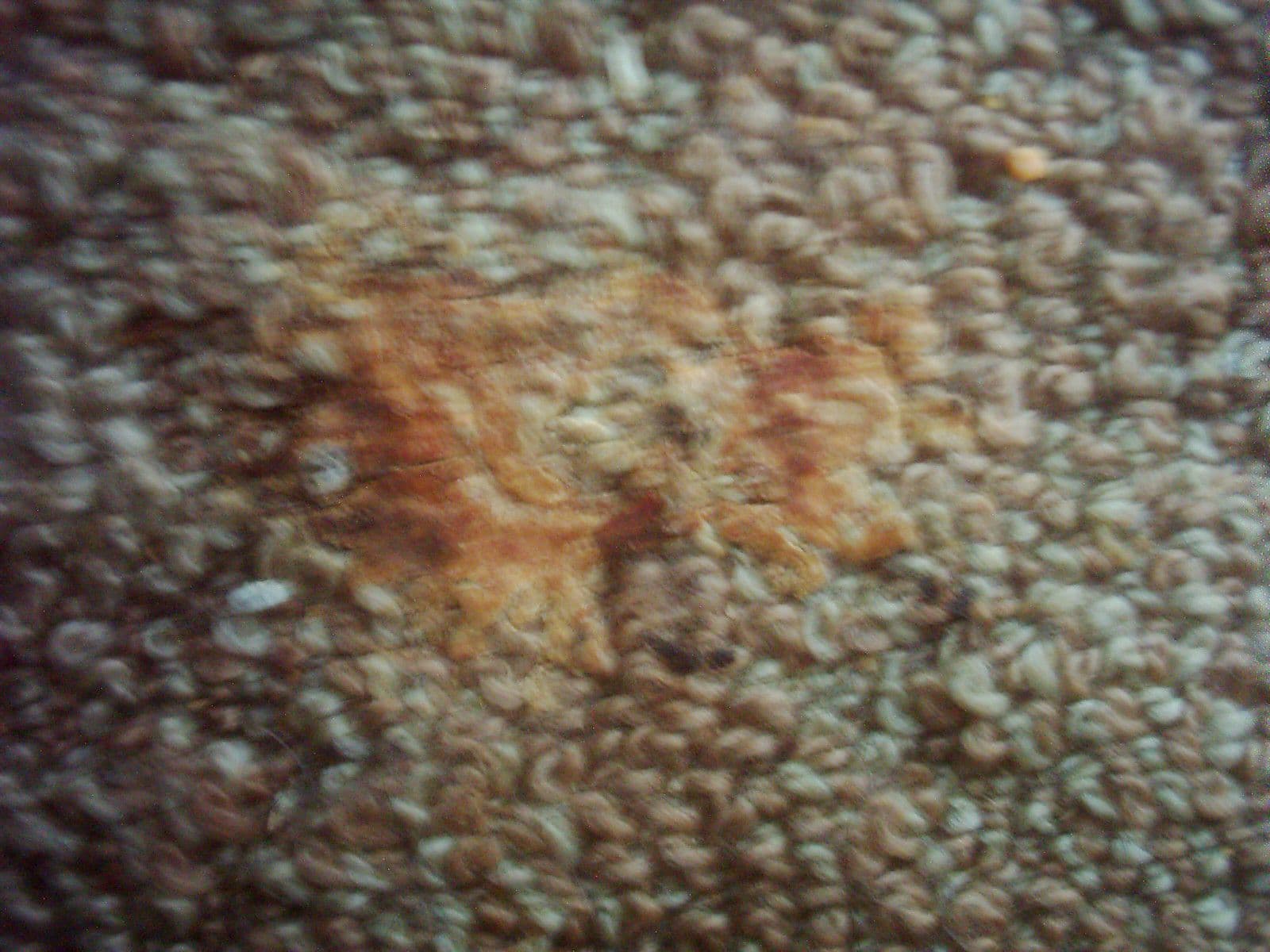 Close-up of mold growing on a section of carpet
