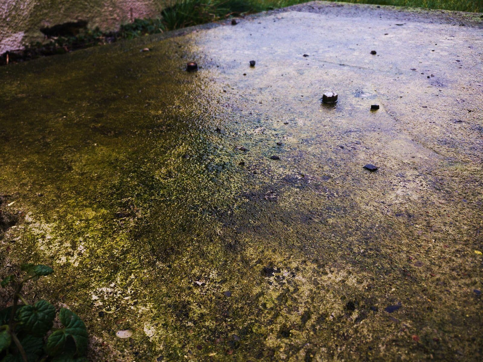 Green and dark growth spreading across a damp outdoor concrete slab